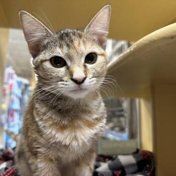 Marsali -  Domestic Short Hair Cat for Adoption in Spokane, Washington - Marsali | PetCurious