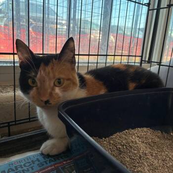 Domestic Long Hair Cats Available for Adoption - Leo | PetCurious