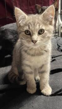 Rescue Domestic Short Hair Cats for Adoption in Newnan, Georgia - * Shallon | PetCurious