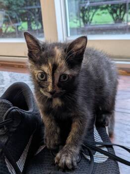 Lily -  Dilute Calico Cat for Adoption in Columbia, Maryland - Lily | PetCurious