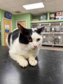 Rescue Domestic Short Hair Cats for Adoption in La Porte, Indiana - Brady | PetCurious