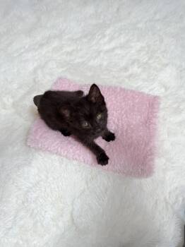 Domestic Short Hair Cats Available for Adoption in New Orleans, Louisiana - Buttercup | PetCurious