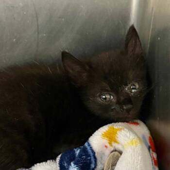 Gilbert -  Domestic Short Hair Cat for Adoption in Lucedale, Mississippi - Gilbert | PetCurious
