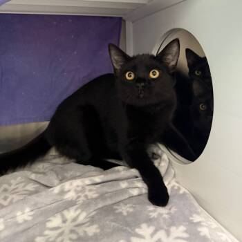 Rescue Domestic Short Hair Cats for Adoption in Warwick, Rhode Island - Daphne Du Maurier | PetCurious