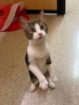 Taz -  Domestic Short Hair Cat for Adoption in Spring Brook, New York - Taz | PetCurious