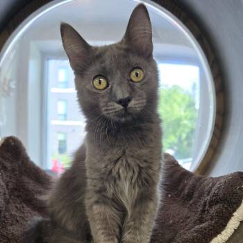 Domestic Medium Hair Cats Available for Adoption in Nashville, Tennessee - Niño | PetCurious