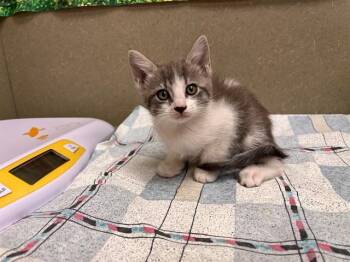A553288 -  Domestic Short Hair Cat for Adoption in Moreno Valley, California - A553288 | PetCurious
