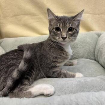 Oak -  Domestic Short Hair Cat for Adoption in Long Beach, California - Oak | PetCurious