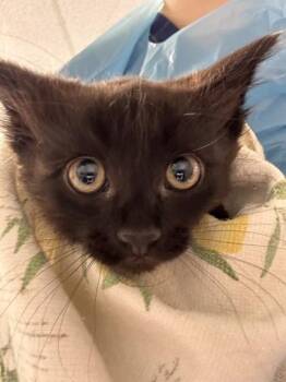 Dutch -  Domestic Medium Hair and Domestic Short Hair Cat for Adoption in Roseville, California - Dutch | PetCurious
