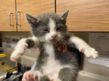 BROOK -  Domestic Medium Hair Cat for Adoption in Modesto, California - BROOK | PetCurious