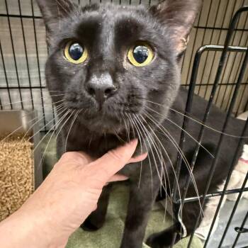 Domestic Short Hair Cats Available for Adoption in Bismarck, North Dakota - Shadow | PetCurious