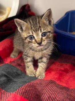 Cassie -  Domestic Short Hair Cat for Adoption in Liverpool, New York - Cassie | PetCurious