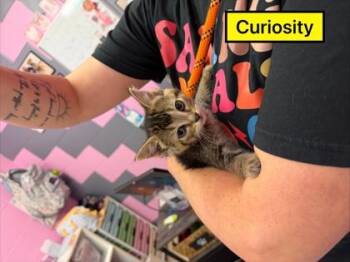 Domestic Short Hair Cats Available for Adoption in Columbus, Indiana - Curiosity | PetCurious