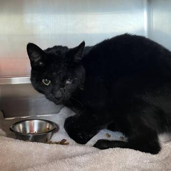Domestic Short Hair Cats Available for Adoption in Bristol, Indiana - Boaz | PetCurious