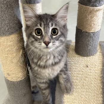 Bubbly Bliss -  Domestic Short Hair Cat for Adoption in Houston, Texas - Bubbly Bliss | PetCurious