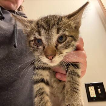 Rescue Domestic Short Hair Cats for Adoption in Yorktown, Indiana - Leo | PetCurious