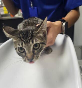 If-4c Jacky -  Domestic Short Hair Cat for Adoption in Lawrenceville, Georgia - If-4c Jacky | PetCurious