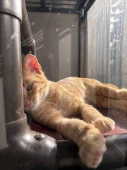 Armadillo -  Domestic Short Hair Cat for Adoption in Dubuque, Iowa - Armadillo | PetCurious