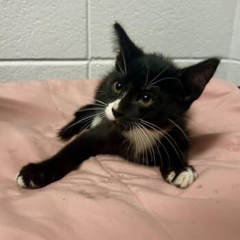 Noir -  Domestic Short Hair and Mixed Breed Cat for Adoption in Spruce Pine, North Carolina - Noir | PetCurious