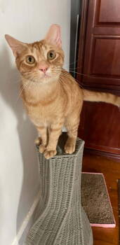 Rescue Domestic Short Hair Cats for Adoption in Ball Ground, Georgia - Tangy | PetCurious