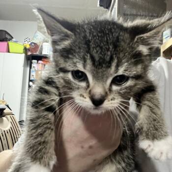 Domestic Short Hair Cats Available for Adoption in Sioux Falls, South Dakota - Birch | PetCurious