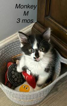 Monkey -  Domestic Short Hair Cat for Adoption in Darien, Georgia - Monkey | PetCurious