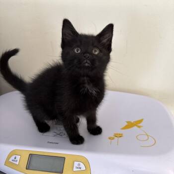 Buck -  Domestic Short Hair Cat for Adoption in Galax, Virginia - Buck | PetCurious