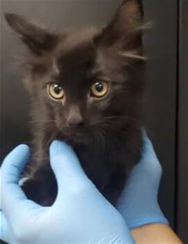 AIDEN -  Domestic Short Hair Cat for Adoption in San Bernardino, California - AIDEN | PetCurious