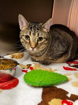 Domestic Short Hair Cats Available for Adoption in Logan, Utah - Simba | PetCurious