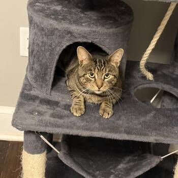 Rescue Domestic Short Hair Cats for Adoption in North Haven, Connecticut - Buddy | PetCurious