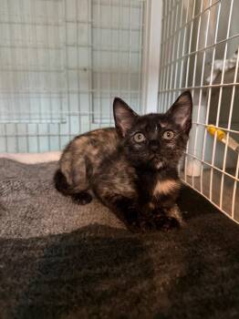 Badge -  Domestic Short Hair Cat for Adoption in Kingsland, Georgia - Badge | PetCurious