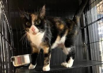 Rescue Domestic Short Hair Cats for Adoption in Lancaster, Pennsylvania - Penne | PetCurious