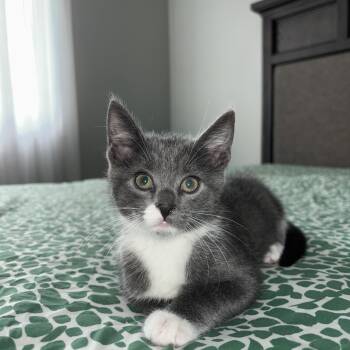 Jax -  Domestic Short Hair Cat for Adoption in Buffalo, New York - Jax | PetCurious