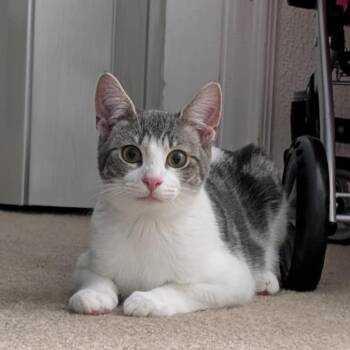 Rescue Domestic Short Hair Cats for Adoption in Bellmawr, New Jersey - Mystery | PetCurious