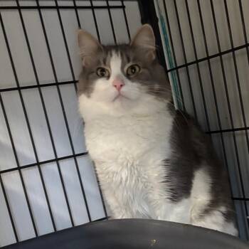 Domestic Medium Hair Cats Available for Adoption in Davenport, Iowa - Mama Shadow | PetCurious