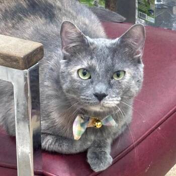 Domestic Short Hair Cats Available for Adoption in Napoleon, Ohio - Storm 109C25 | PetCurious