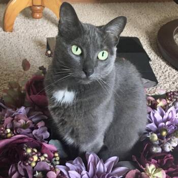 Domestic Short Hair Cats Available for Adoption in Rochester, Minnesota - Gretta | PetCurious