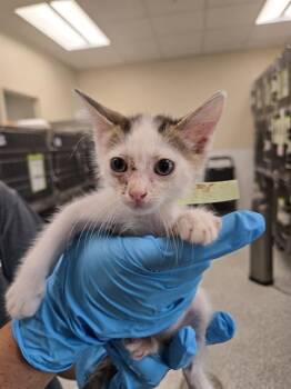 ITTY BITTY -  Domestic Short Hair Cat for Adoption in San Antonio, Texas - ITTY BITTY | PetCurious