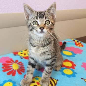 Skip -  Tabby Cat for Adoption in Marshfield, Wisconsin - Skip | PetCurious