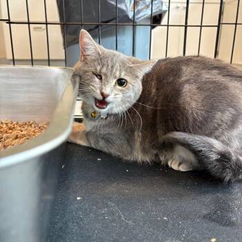 Domestic Short Hair Cats Available for Adoption - Anitra | PetCurious