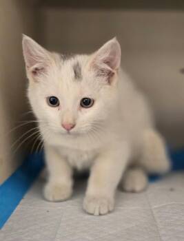 Curious George -  Domestic Short Hair Cat for Adoption in New Rochelle, New York - Curious George | PetCurious