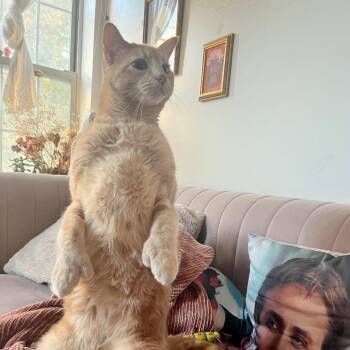 Rescue Domestic Short Hair Cats for Adoption - Dexter | PetCurious