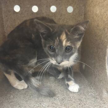 Stray Clay Thomas 5 -  Domestic Short Hair Cat for Adoption in Roxboro, North Carolina - Stray Clay Thomas 5 | PetCurious