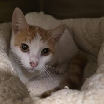 Juniper -  Domestic Short Hair Cat for Adoption in Glenfield, New York - Juniper | PetCurious