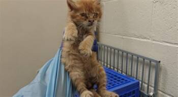 ZUKO -  Domestic Short Hair Cat for Adoption in Santa Fe, New Mexico - ZUKO | PetCurious