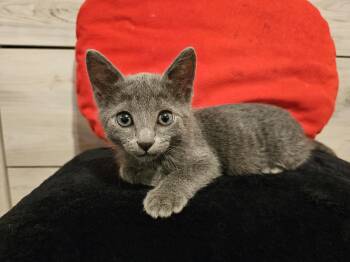 Great White -  Domestic Short Hair Cat for Adoption in Bryan, Texas - Great White | PetCurious