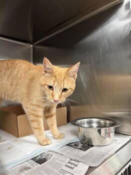 Cowboy Jones -  Domestic Short Hair Cat for Adoption in West Chester, Pennsylvania - Cowboy Jones | PetCurious