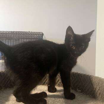 Jalapeno -  Domestic Short Hair Cat for Adoption in Oakley, California - Jalapeno | PetCurious