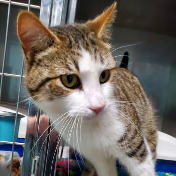 Domestic Short Hair Cats Available for Adoption in Pittsburgh, Pennsylvania - Rogue | PetCurious