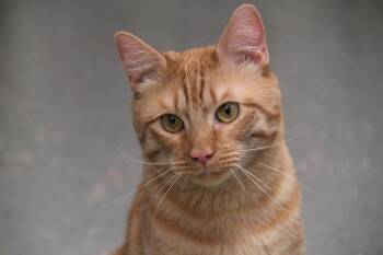 Amiri -  Domestic Short Hair Cat Available for Adoption in Norton, Massachusetts - Amiri | PetCurious